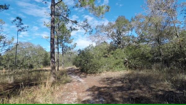 Trail at Annutteliga Hommock west tract