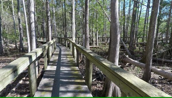 Boardwalk at Chinsegut Conservation Center Tract