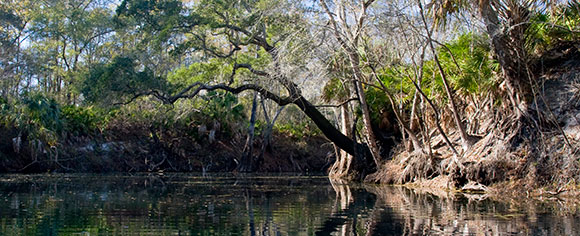 Aucilla Wildlife Management Area
