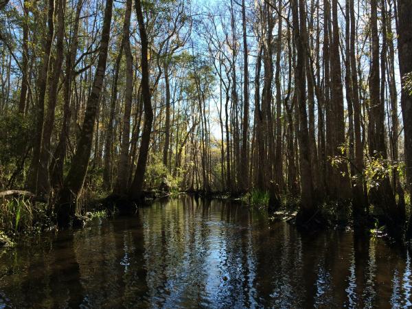 St. Marks River headwaters