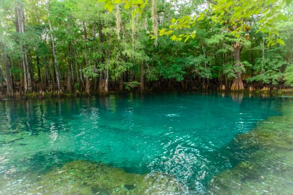 Manatee Spring