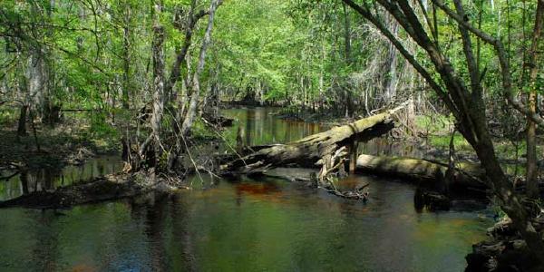 Steinhatchee Springs WMA